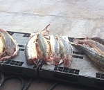 Под Астраханью задержали таксиста с браконьерской осетриной