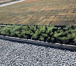 С Дальнего Востока в Астрахань привезут корейские Pinus koraiensis