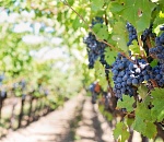 400 га виноградников высадят в Астраханской области 
