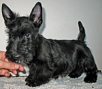 Полицейские помогли найти астраханке пропавшую собаку