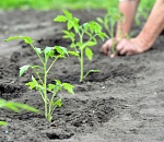 Можно ли астраханским фермерам трудиться в нерабочую неделю