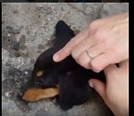 Юбилейное спасение: в Астрахани сложенного пополам щенка освободили из гаражного плена