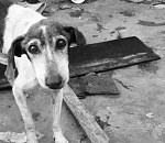 В Астрахани расширили список болезней, при которых собак будут усыплять 