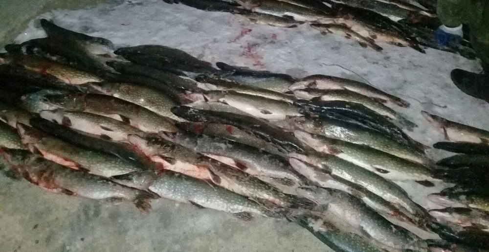 Рыбак дня: астраханец удочкой выловил 400 килограммов рыбы