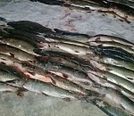 Рыбак дня: астраханец удочкой выловил 400 килограммов рыбы