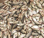 Рыбаки украли с астраханского предприятия около тонны рыбы