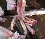 В Астраханской области судьба главаря и участников рыбной ОПГ решена