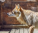 Астраханец два года держал в квартире волка