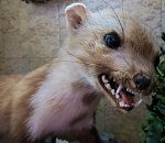 В селе Началово обнаружен очаг бешенства