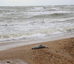Жуткая картина: побережье Каспийского моря усыпано мертвыми тюленями
