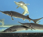 Астраханских осетров вернут к жизни искусственным способом 