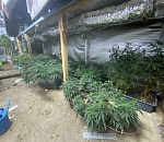 В Астрахани под землей обнаружена настоящая наркоплантация: видео