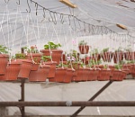 В следующем году в Астрахани планируют высадить более миллиона саженцев