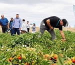 Очередной День поля в Астраханской области стал бенефисом российского производителя препаратов по защите сельхозкультур