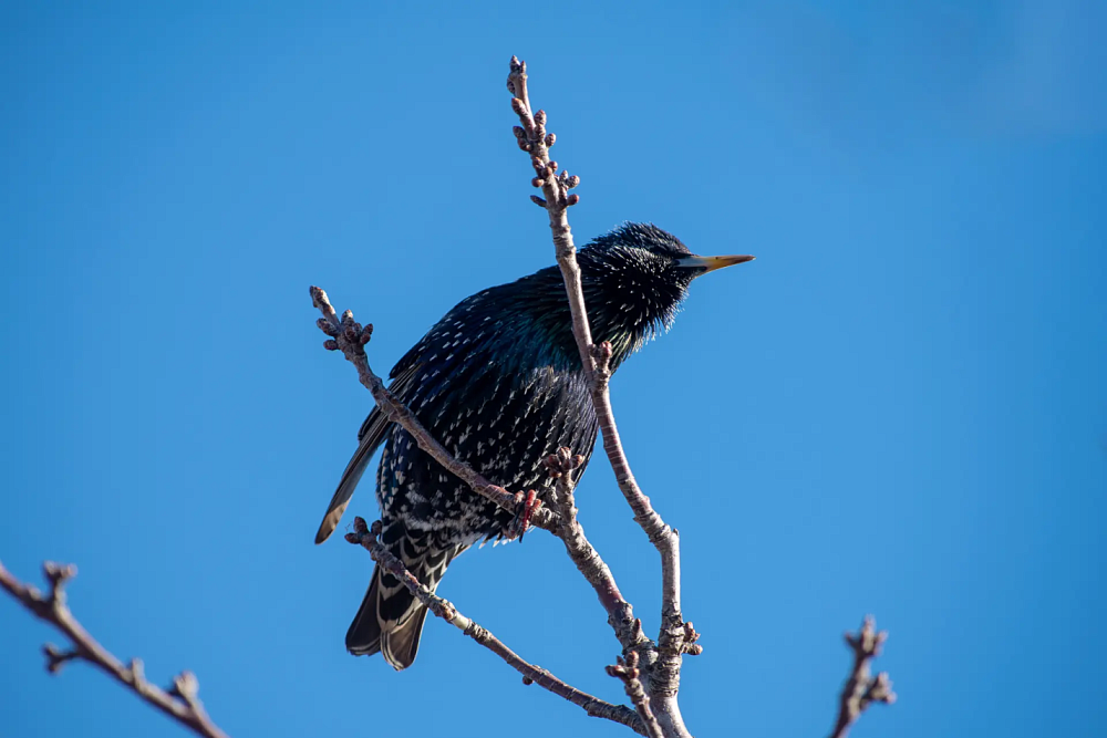 В Астраханской области заметили летающих предвестников весны