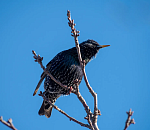 В Астраханской области заметили летающих предвестников весны