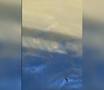 В центре Астрахани заметили стаю толстолобиков