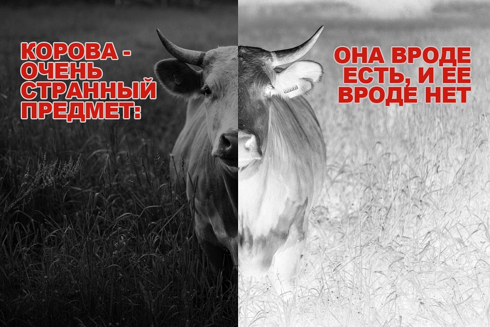 Скотская эпопея: собственник стада КРС третий год не может вернуть коров, оставленных на ответственное хранение у астраханского фермера