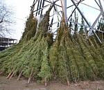 В Астрахани начали работать елочные базары