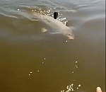 В Астраханской области сазан боролся с рыбаком до последнего. ВИДЕО