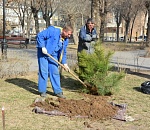 В Астрахани высадили 80 дубов и сосен