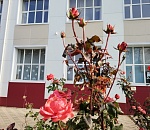 Декабрь встретит астраханцев легким потеплением