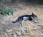 Соцсети: в Астрахани кошек и собак поливают уксусом