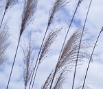 Пятница в Астрахани будет ветреной 