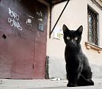 В астраханском доме коты отключили домофон, интернет и телефон