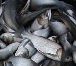 Четверо работников астраханского предприятия украли около 150 килограмм рыбы из улова