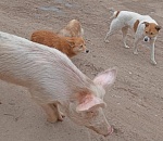 Астраханская свинья стала героем соцсетей