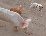 Астраханская свинья стала героем соцсетей