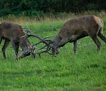Пьяный астраханец подрался с тремя полицейскими