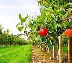 В Астраханской области появится лаборатория посадочного материала для садов