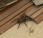 Астраханец показал, на какого опасного паука наткнулся