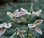 В Астраханской области прогнозируются заморозки