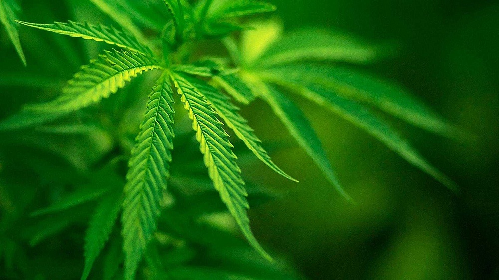 В Астрахани будут судить водителя-наркомана, сбившего пешехода