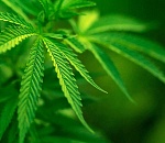 В Астрахани будут судить водителя-наркомана, сбившего пешехода