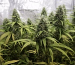 Куда звонить, если на вашем доме рекламируют наркотики