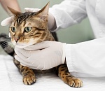 Льготную стерилизацию питомцев проводят астраханские ветклиники