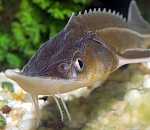 В Астраханской области задержали браконьеров с 250-метровой сетью и двумя стерлядями