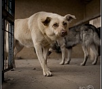 Почем ликвидировать одну беспризорную собаку? – 2900 рублей!