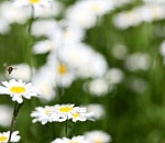 Астраханцам можно не опасаться сильной жары в ближайшую неделю