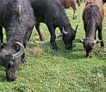 В Астраханской области хотят организовать переработку молока буйволов