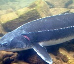  На астраханской трассе полиция изъяла 18 килограммов осетра без документов