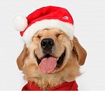 С Новым годом, дорогие читатели!