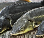 В Астрахани суд рассмотрит дело о браконьерах и двух тоннах осетра