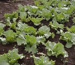 Ранний салат начали высаживать в Астраханской области