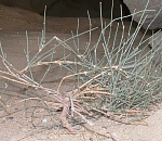 Астраханский ученый обнаружил в области новый для Европы реликтовый вид растения