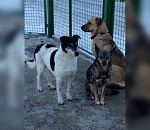 Ребенку, которого покусала собака в астраханском парке, выплатили компенсацию 